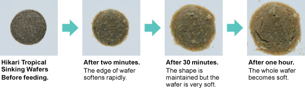 Did You Know?: The Reason For Wafer Shaped Diets
