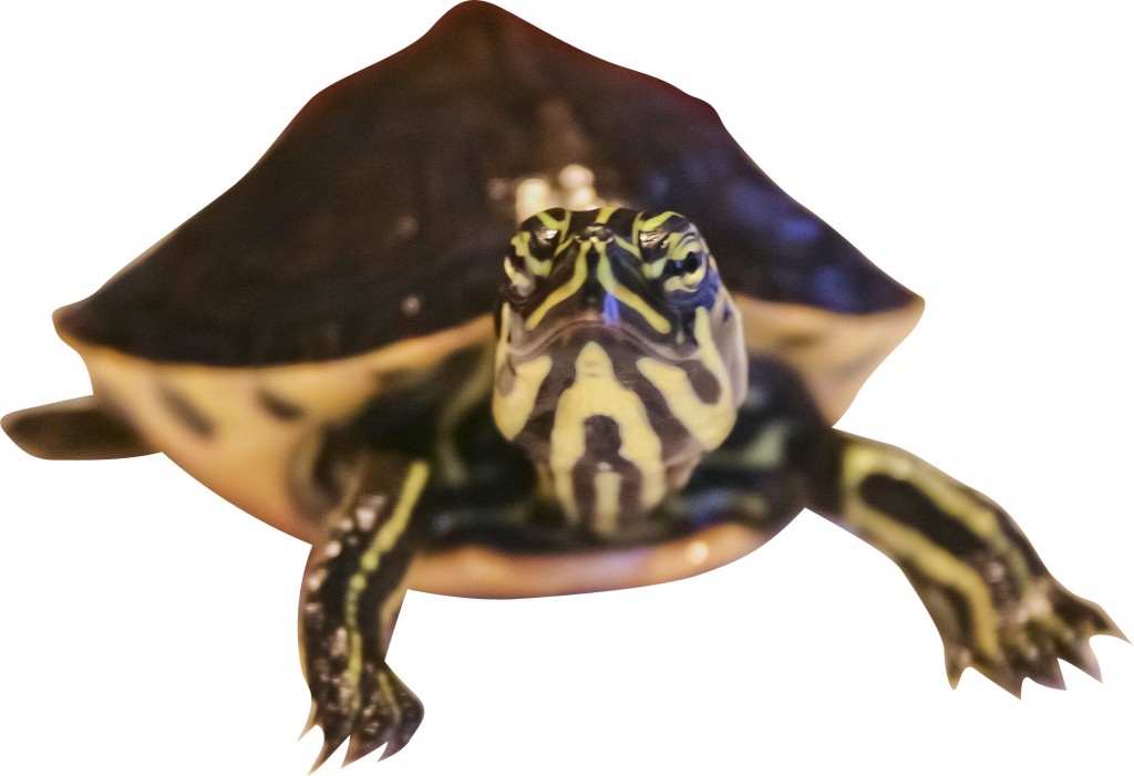 Green-Turtle-651-Omar2010r-1024x701 Saki-Hikari Turtle