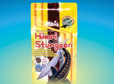 Hikari Sturgeon Specialists' Fish Food Fast Sinking Mini Pellet Complete Nutrition For Sturgeon