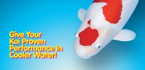 Give Your Koi Proven Performance In Cold Water!