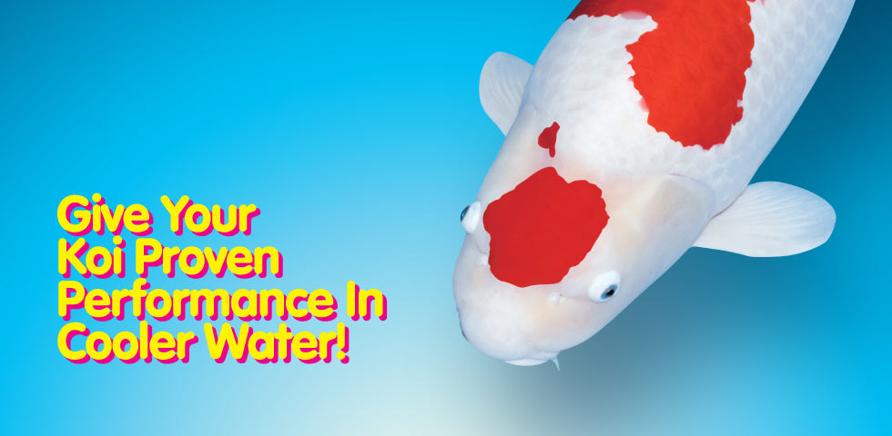 Give Your Koi Proven Performance In Cold Water!