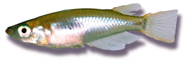 Japanese killifish was used in the Space Shuttle experiments Japanese killifish was used in the Space Shuttle experiments