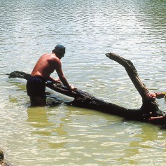 Catching beautiful royal pleco by hand. February 1996, Venezuela Catching beautiful royal pleco by hand. February 1996, Venezuela