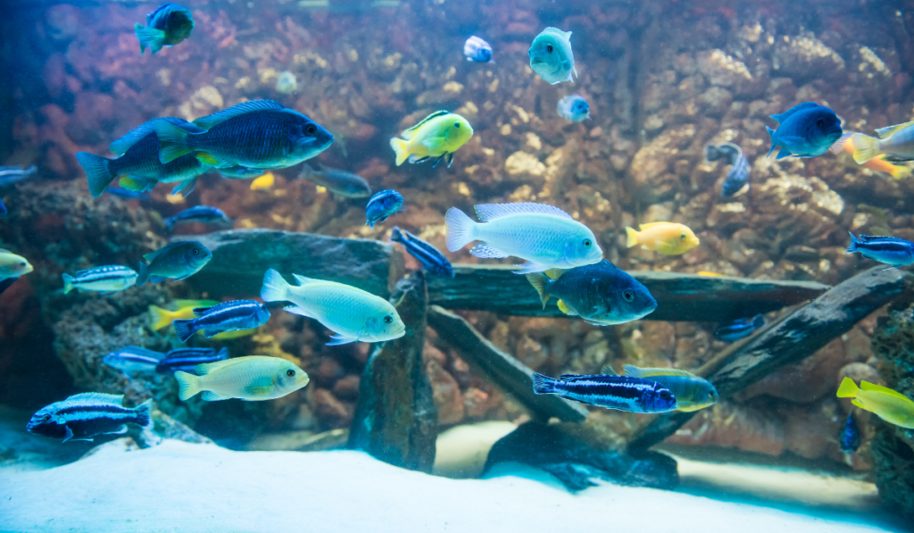 African cichlids in a fish tank