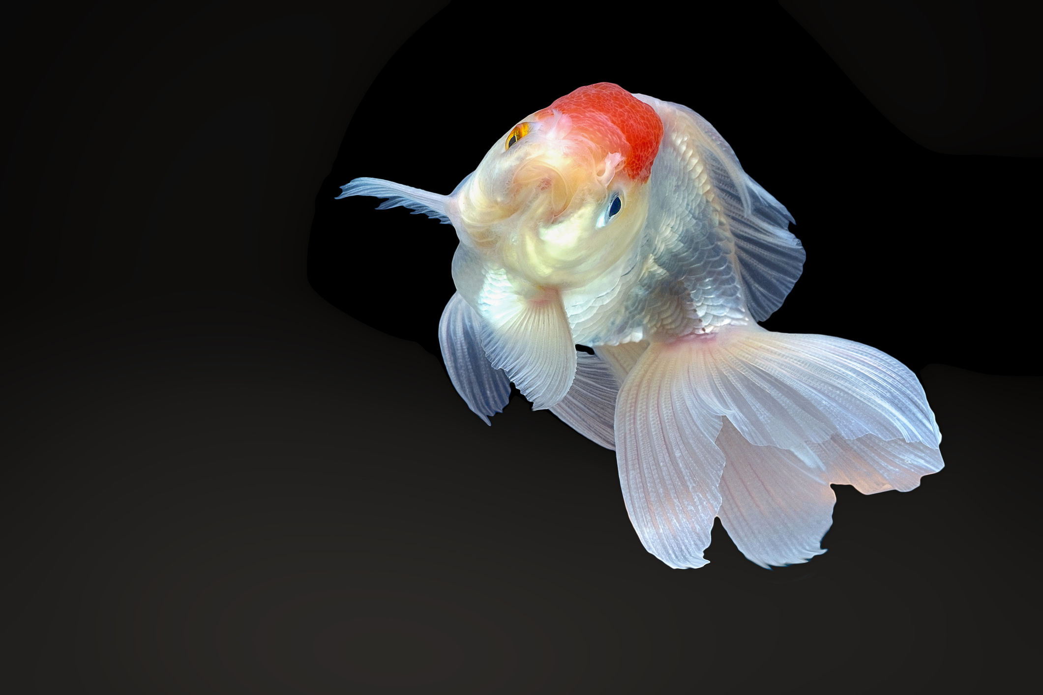 Tips for Fancy Goldfish - Hikari Sales USA