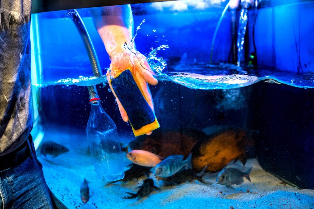 Man cleaning fish tank