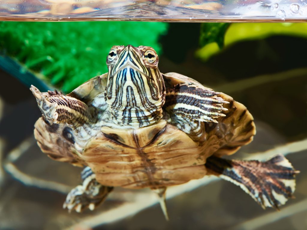 Hikari Sales USA fish and reptile foods showing small red eared turtle in aquarium