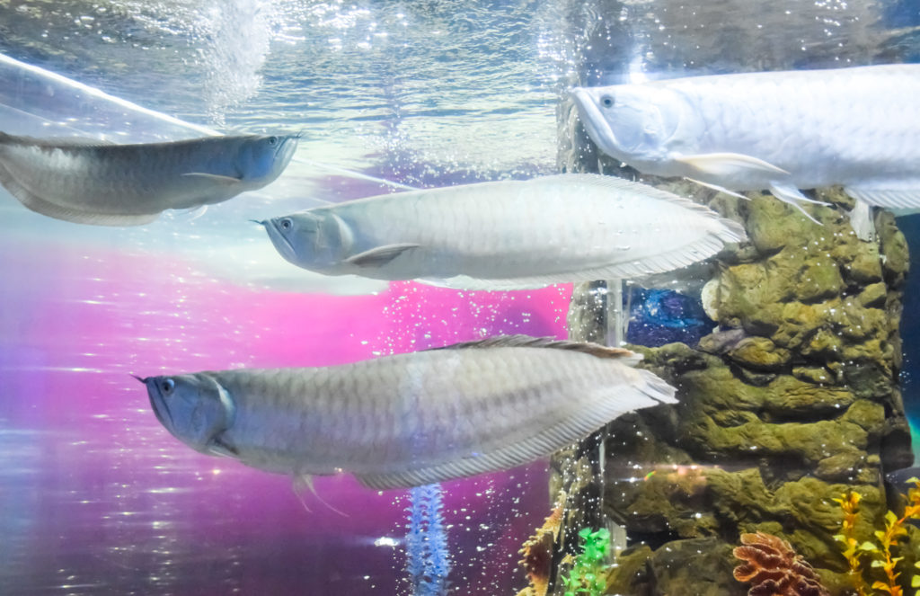 Hikari Sales USA fish and reptile foods showing silver arowana