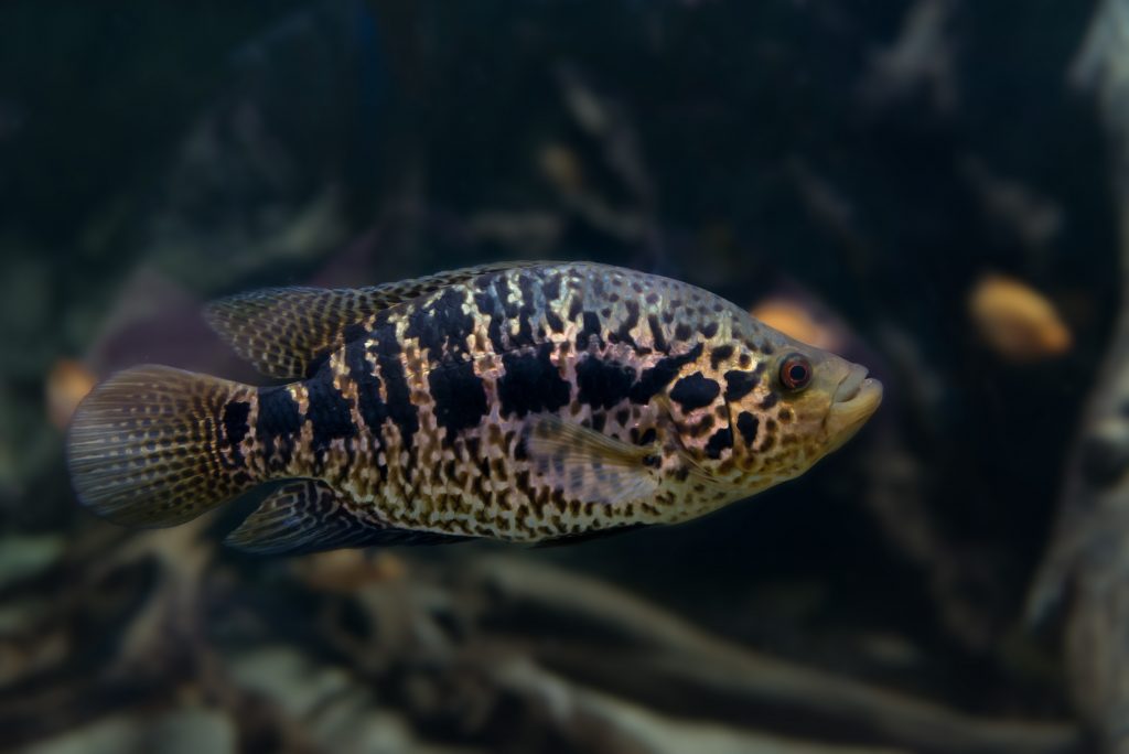 large freshwater aquarium fish for sale