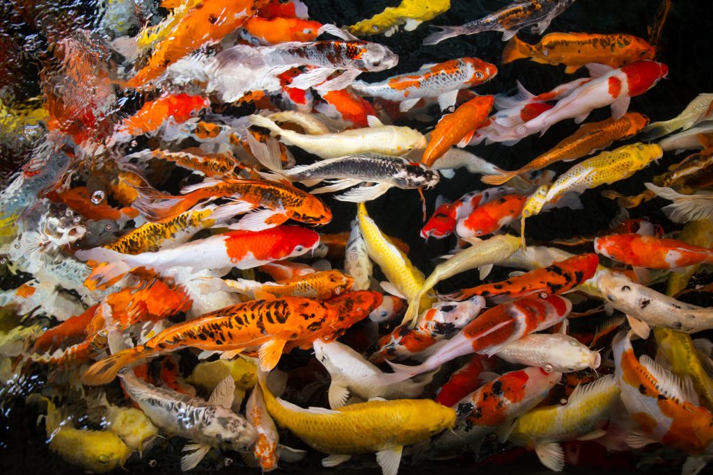 Hikari Sales USA fish and reptile foods showing colorful koi fish