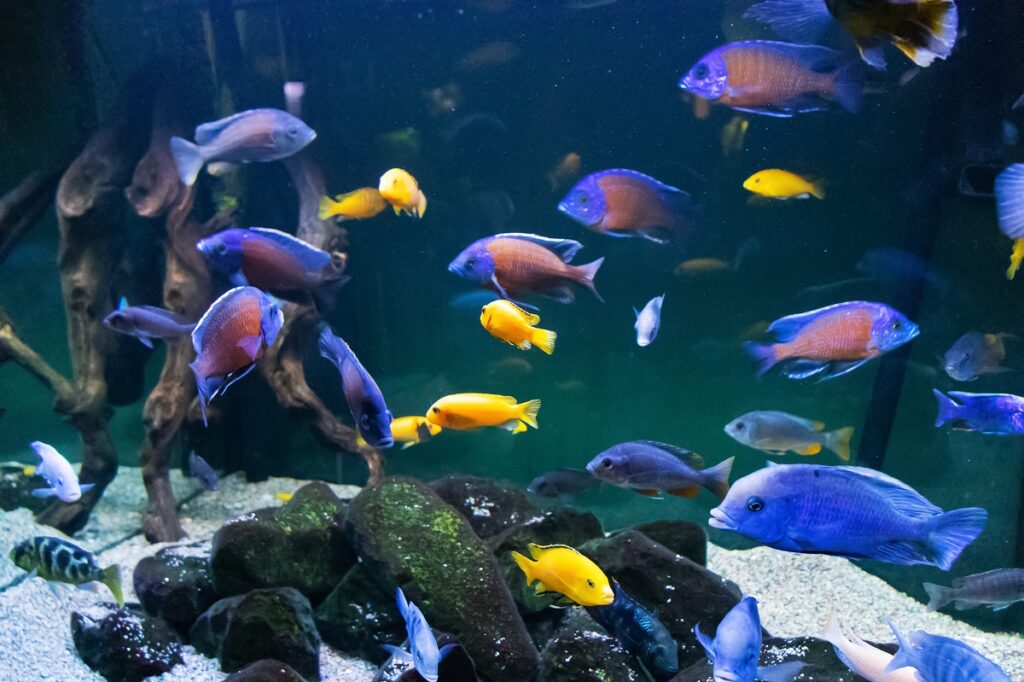 School of colored fish african cichlids in aquarium