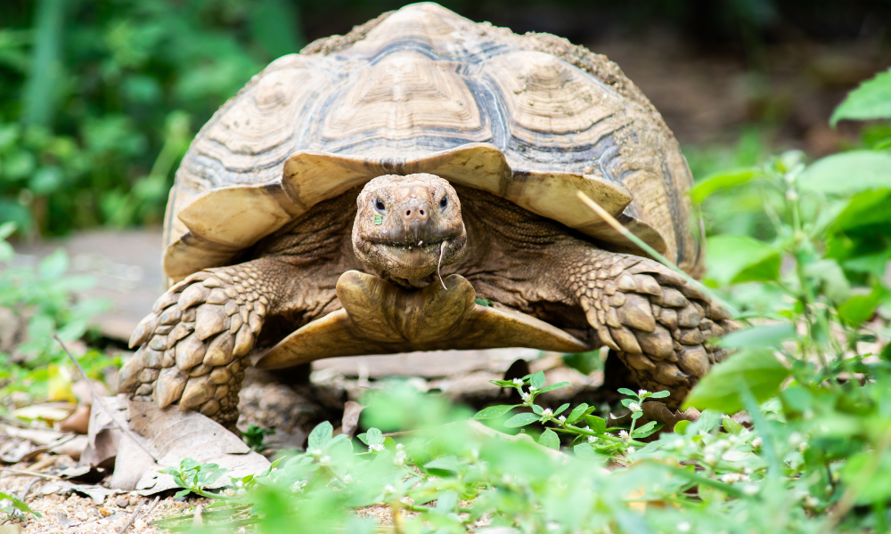 Pet tortoise in grass