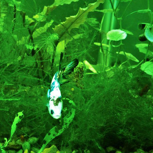 Why Does My Aquarium Stink?