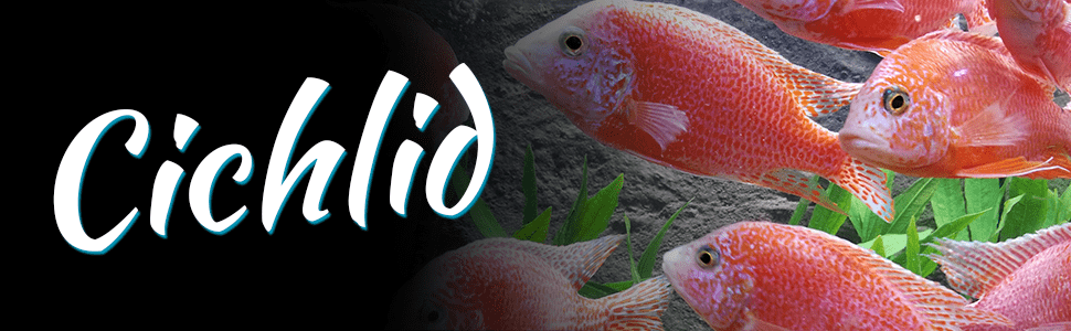 Cichlid Banner