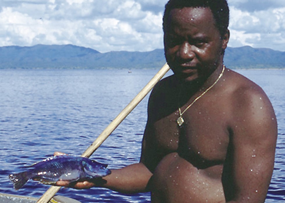 Copadichromis cyaneus lake Malawi