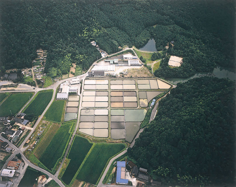 Nishikigoi koi farm