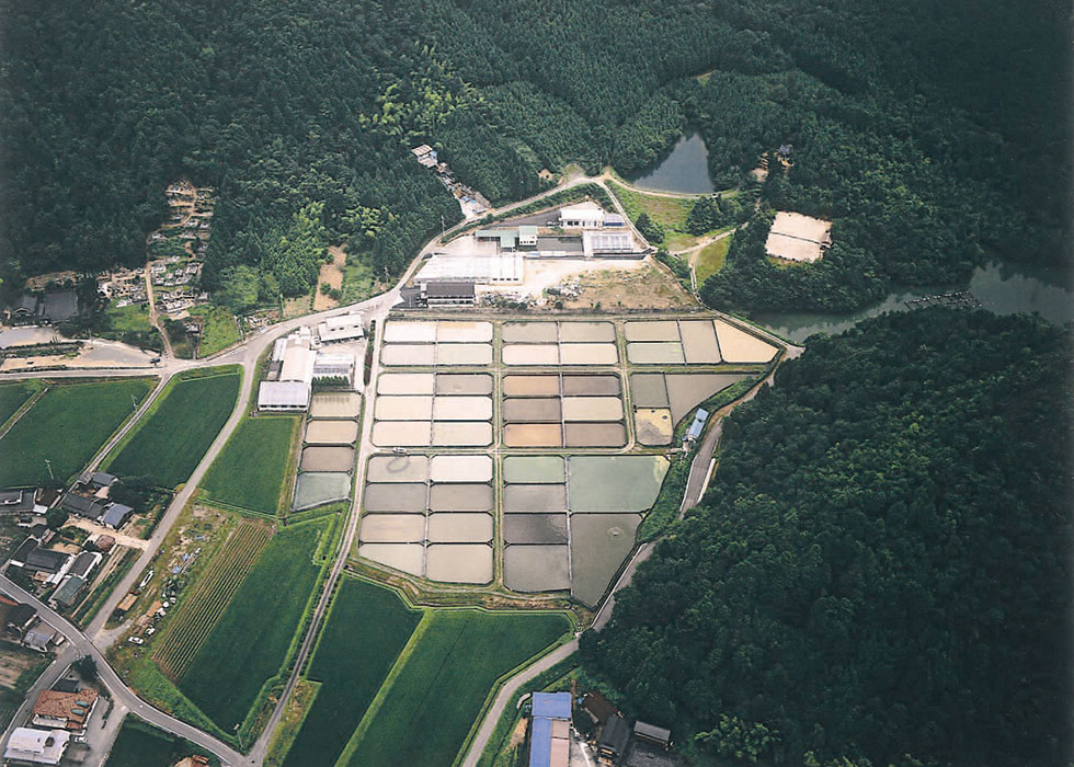 Nishikigoi koi farm