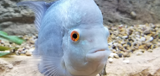 Blue Cichlid Thumbnail