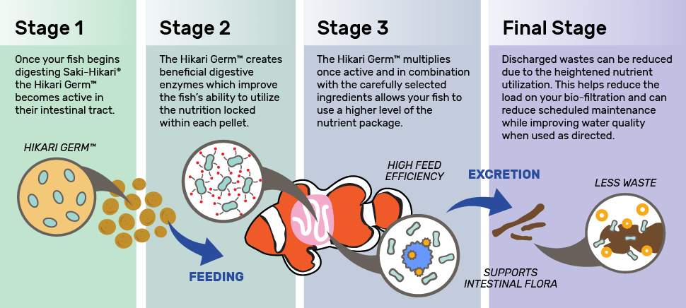 hikarigerm fish