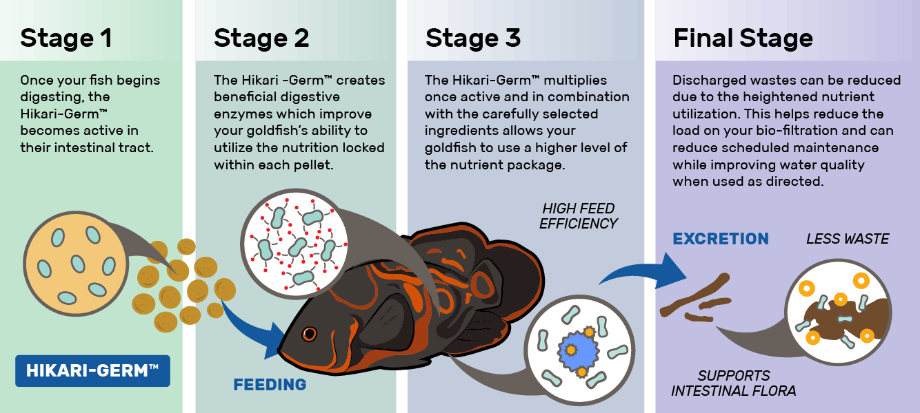 hikari germ