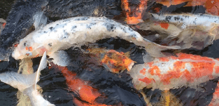 Koi Feeding Thumbnail