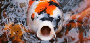Koi Mouth Open Thumbnail