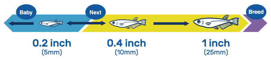 Medaka No-Mai Diagram with Arrows