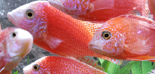 Red Cichlid Tank