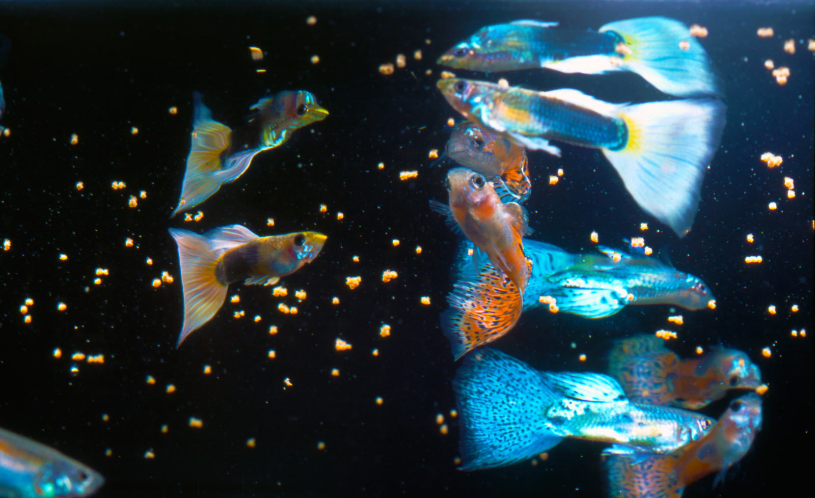 Related Image