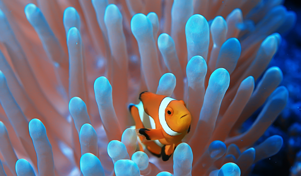 Clown Fish in corals