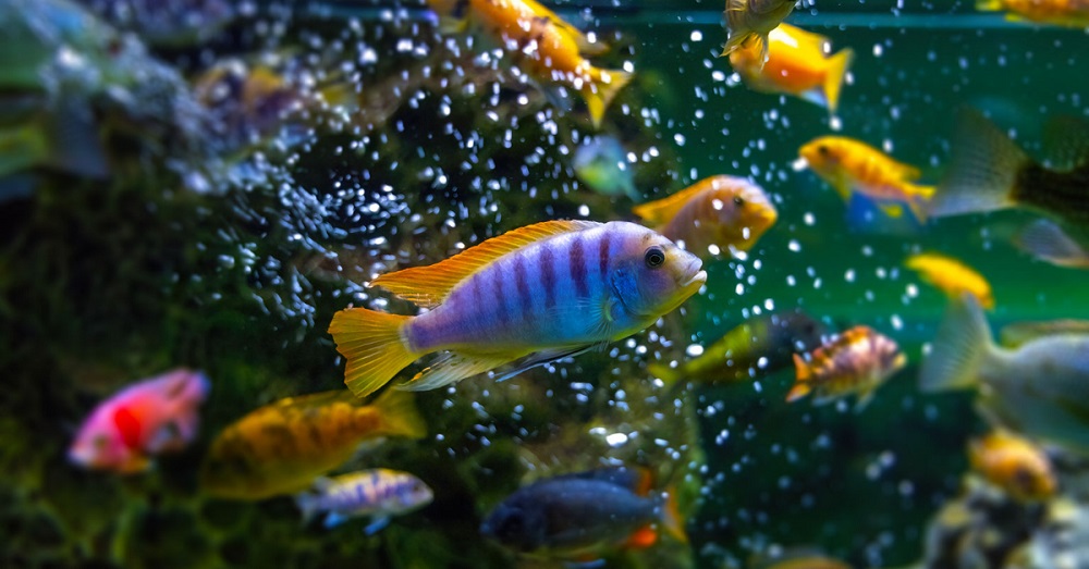 African cichlids of various colors in a fish tank