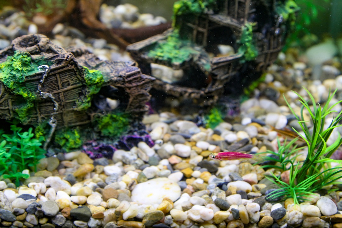 Aquascaping Style Ideas - Hikari Sales USA