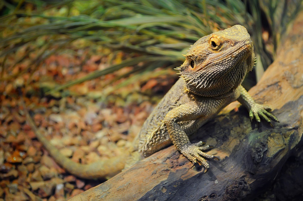 Bearded Dragon: Reptil Penyayang yang Menarik