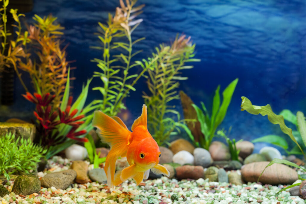 Hikari Sales USA fish and reptile foods showing fancy goldfish