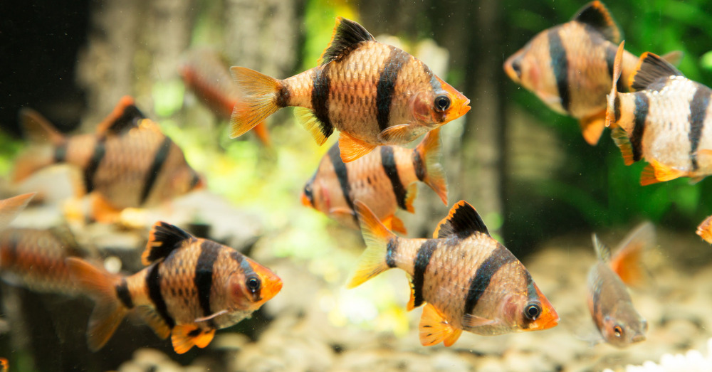 Orange and black fish in a fish tank