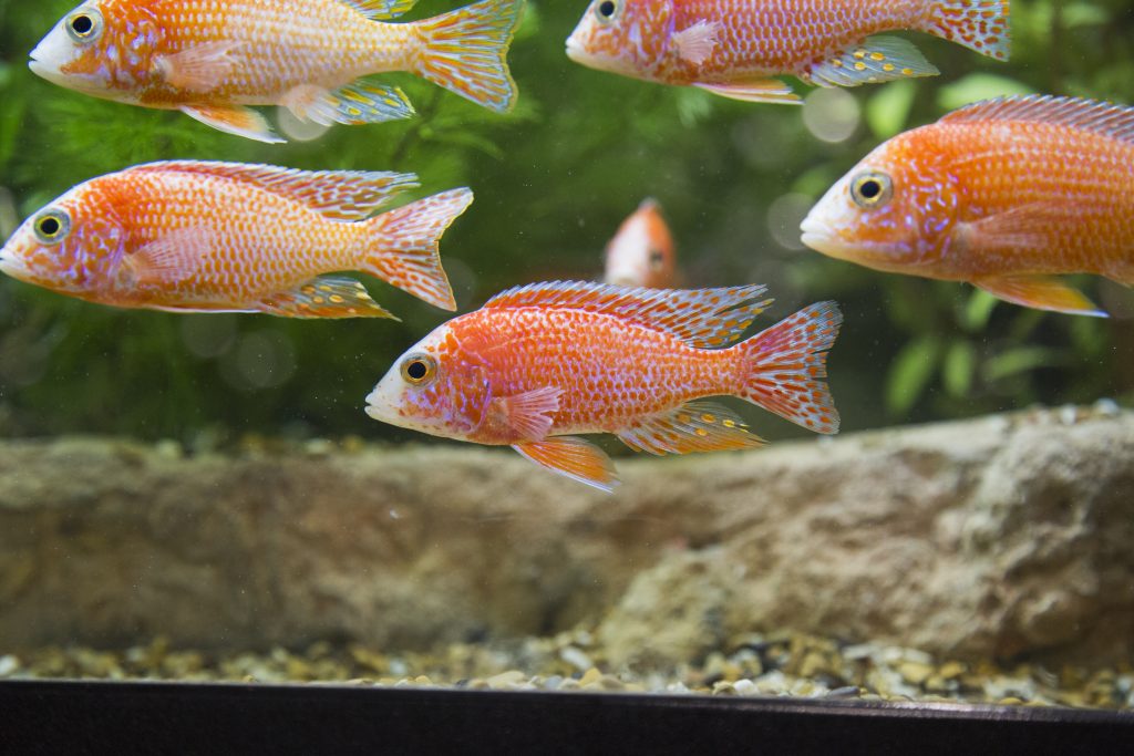 Hikari Sales USA fish and reptile foods showing cichlid in tank