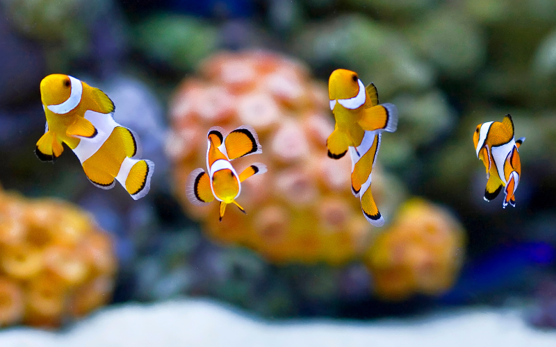 Four clown fish in a fish tank