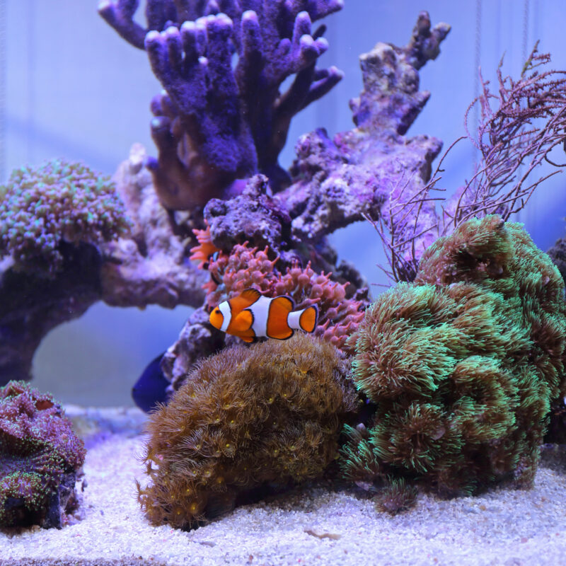 Hikari Sales USA fish and reptile foods showing clownfish in coral