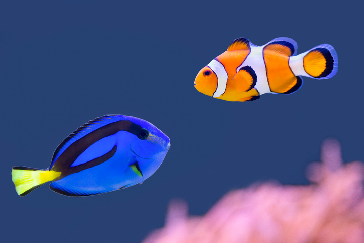 Palette surgeonfish and clown fish swimming together