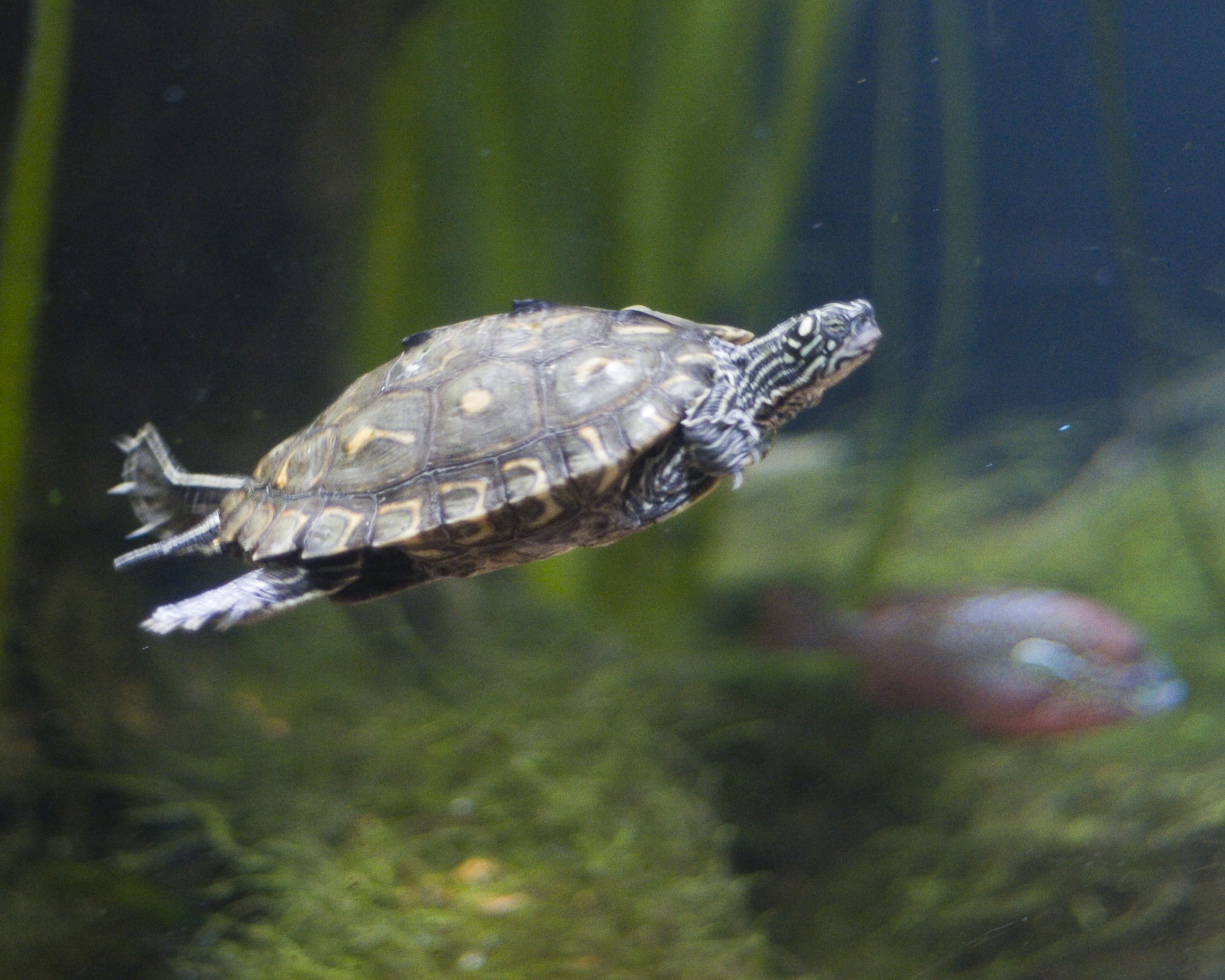 Водяная домашняя черепаха. Черепаха водоплавающая. Прудовая черепаха Ривза. Водяная черепаха. Черепашка водоплавающая.