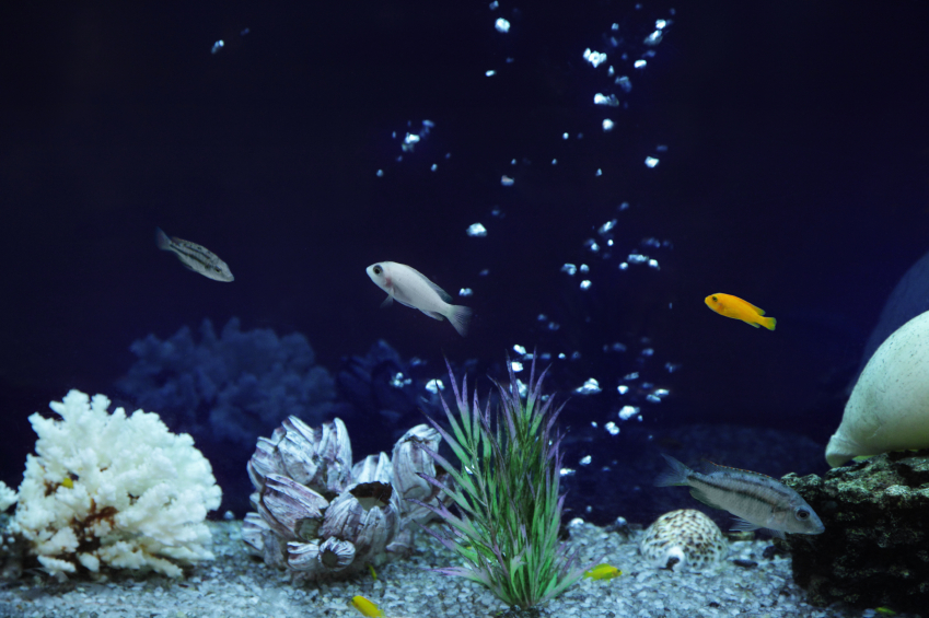 Hikari Sales USA fish and reptile foods showing fish in an aquarium