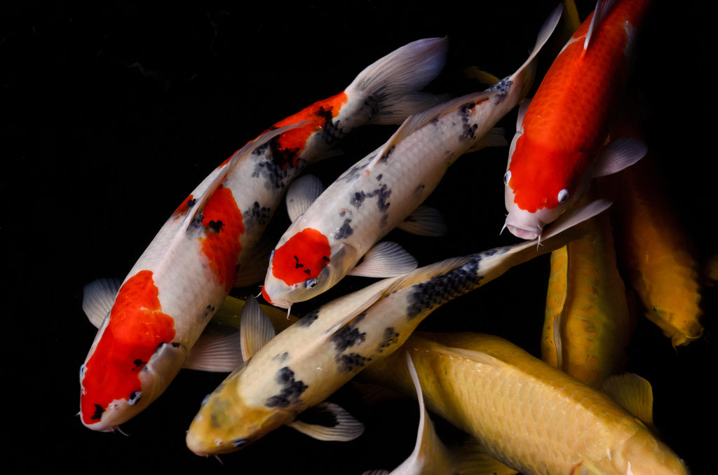 Hikari Sales USA fish and reptile foods showing koi fish in pond