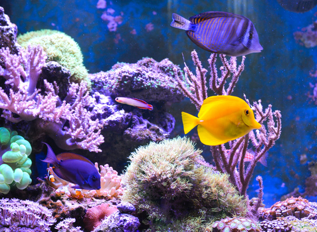 Caring for Coral: Where to Start - Hikari Sales USA