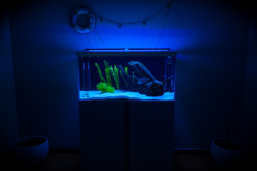 Fish tank with blue aquarium lighting