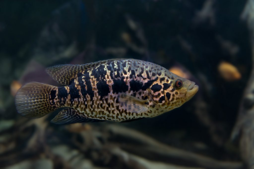 Hikari Sales USA fish and reptile foods showing spotted jaguar cichlid