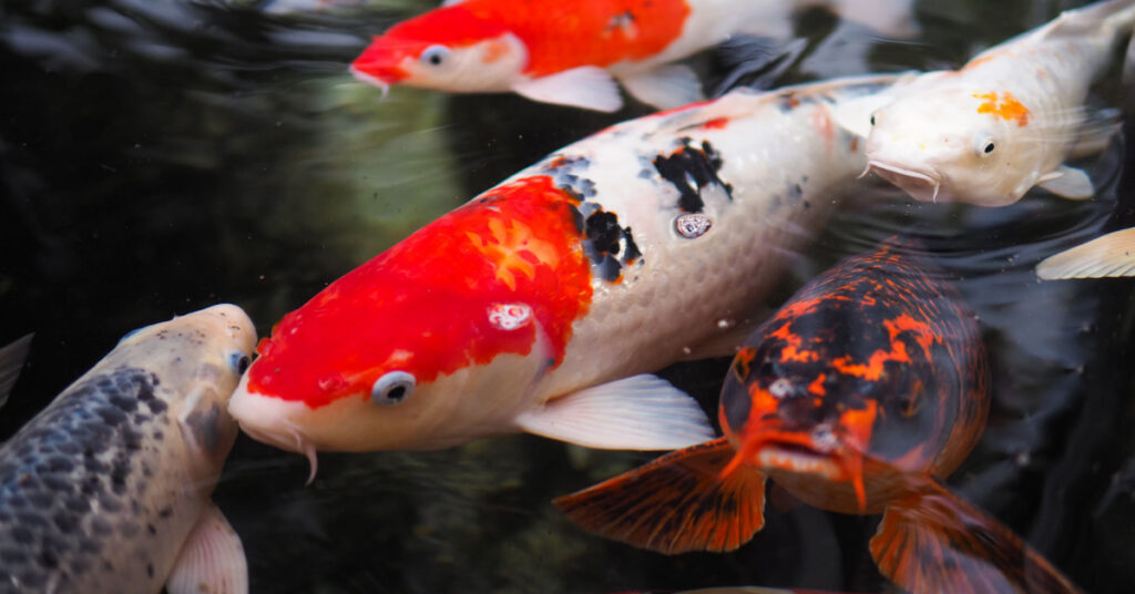 Koi fish in pond