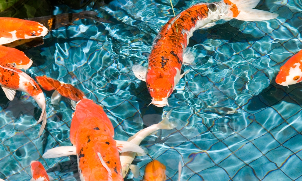 Koi fish in pond