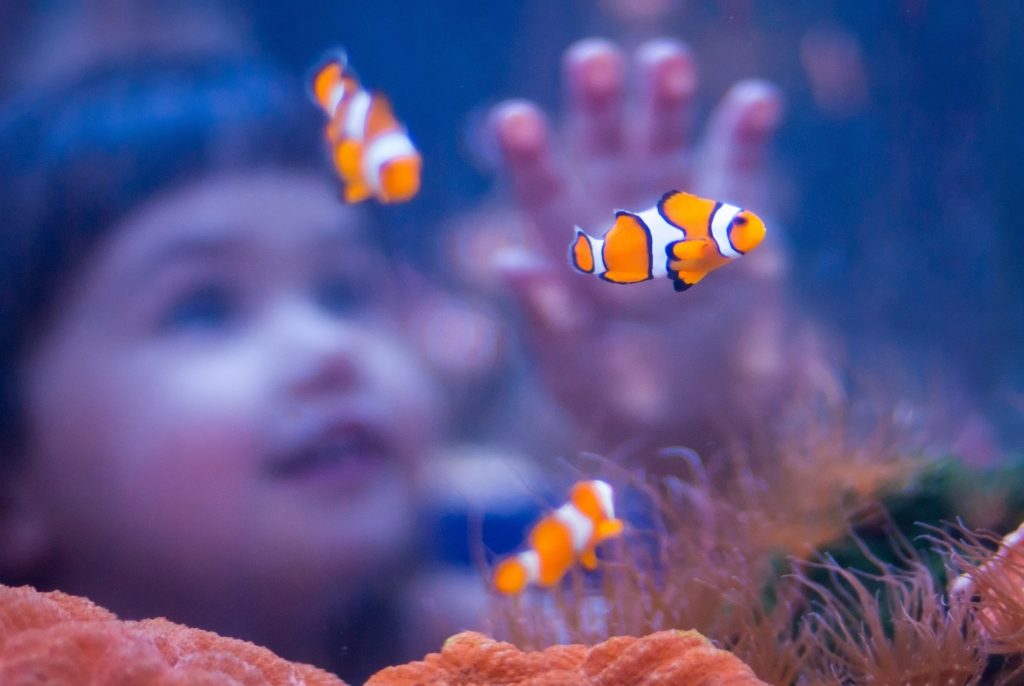 Hikari Sales USA fish and reptile foods showing girl watching clownfish