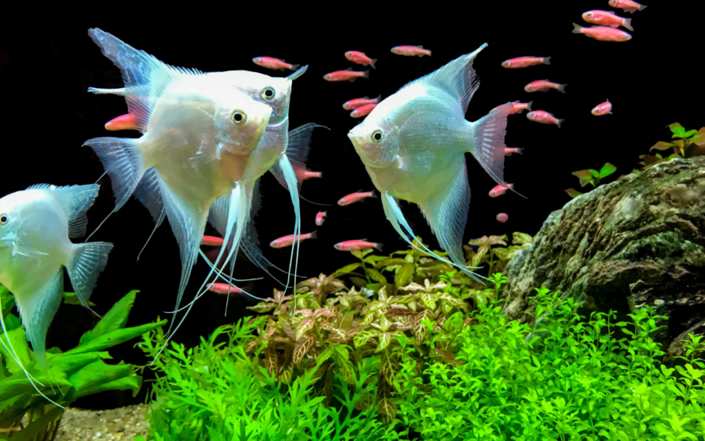 white fish in a home aquarium