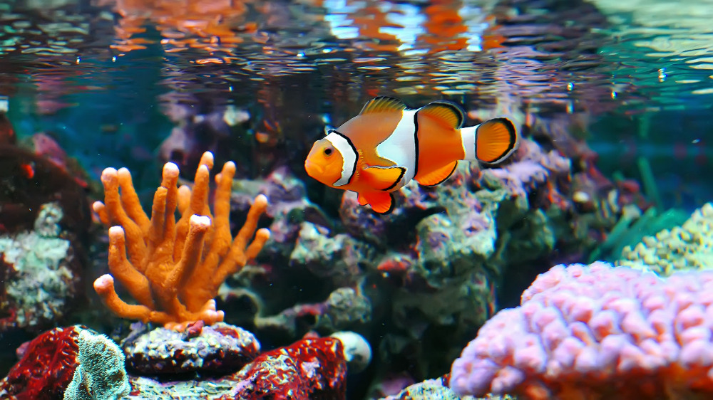 Clown fish in marine aquarium